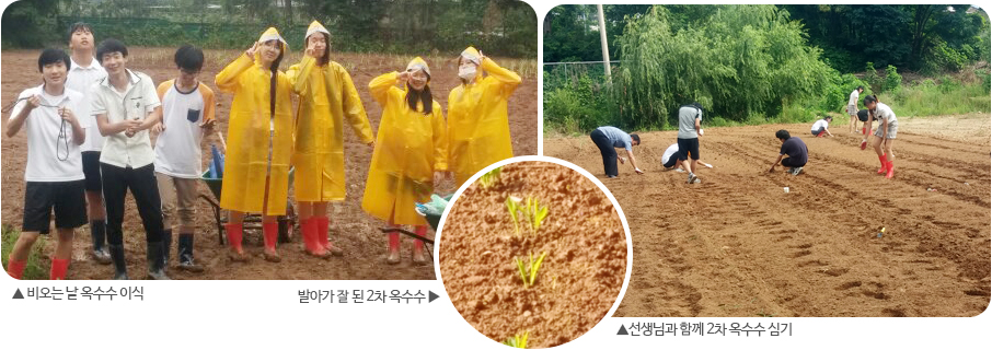 (左)비오는날 옥수수 이식 (中)발아가 잘 된 2차 옥수수 (右)선생님과 함께 2차 옥수수 심기