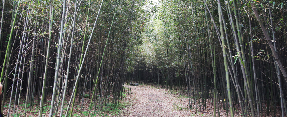 구룡마을 대나무 숲